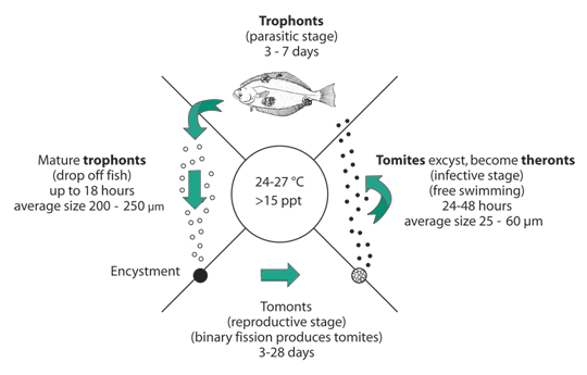 Microorganism Life-Cycle